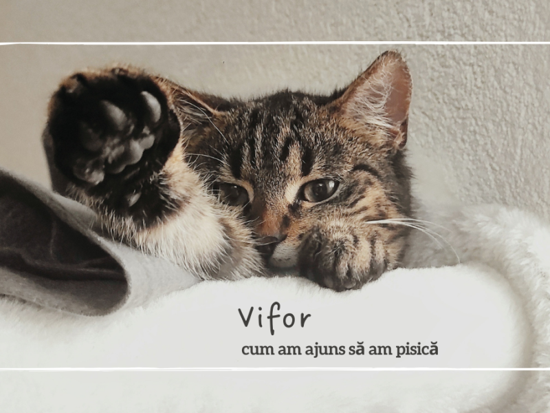 Vifor: cum am ajuns să am pisică (și să-mi placă de numa’)